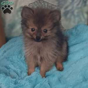 Teeny Tiny Twinkle Toes, Pomeranian Puppy